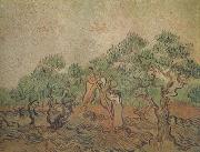 Vincent Van Gogh Olive Picking (nn04) oil painting on canvas